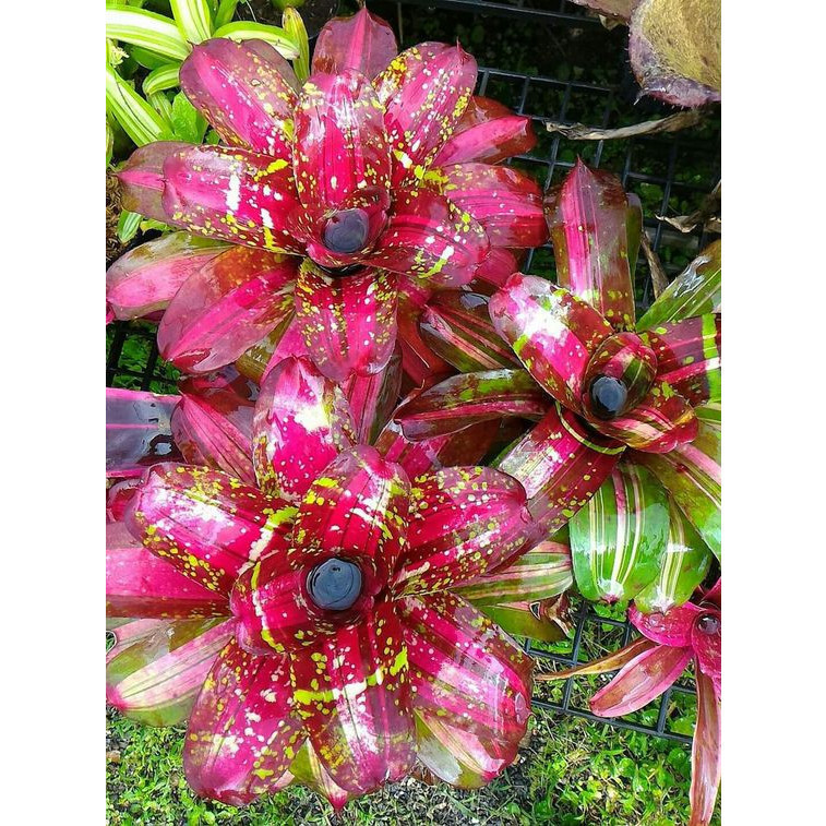 100 sements bromelia kairos com manual de cultivo h
