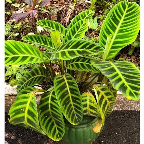 100 sements maranta tigrina com manual de cultivo h