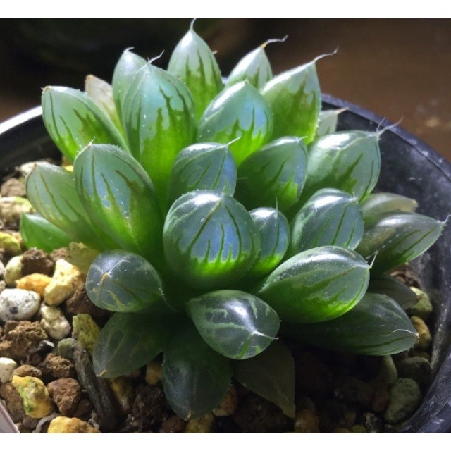 100 Sementes De Suculenta Haworthia Cooperi ENVIO EXPRESSO COM MANUAL DE CULTIVO ll