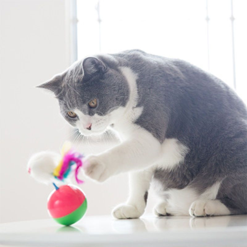 🔥 Pet Record ลูกบอลล้มลุก หนูล้มลุก ของเล่นแมว บอลกรงหนู บอลของเล่นแมว - ภาพที่ 5