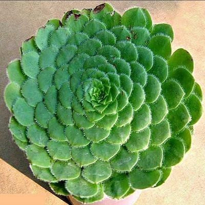 10 Sementes Suculenta Aeonium Tabuliforme ||