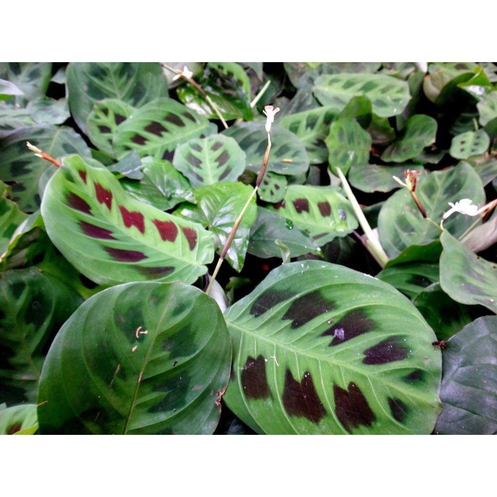 100 sements maranta pena de pavao com manual de cultivo h