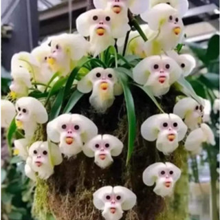 230 sementes da orquídea cara de mico frete rápido g2 hh vx envio rápido top em Oferta na Shopee