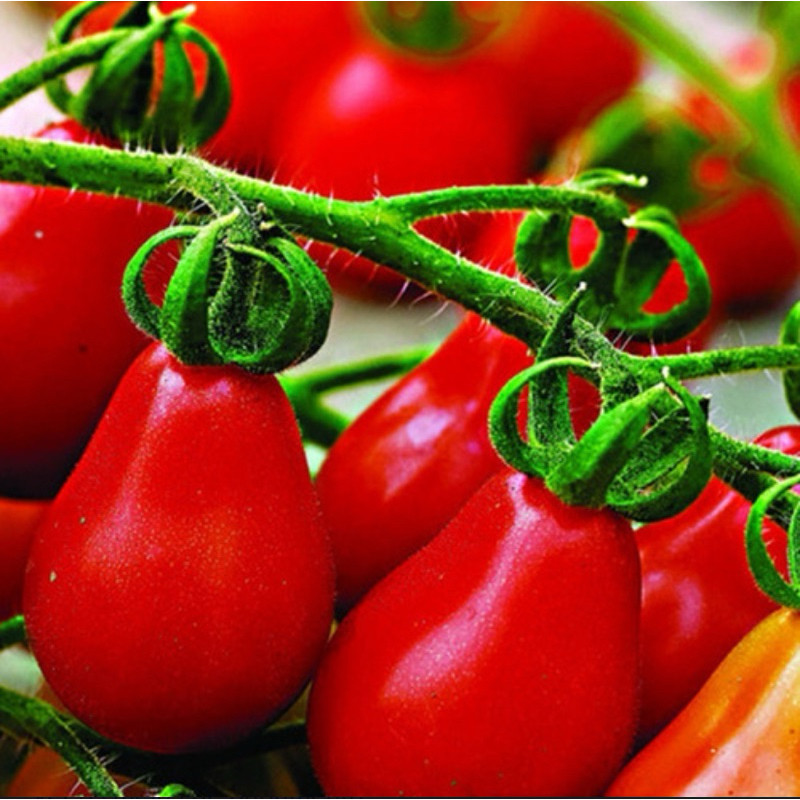 100 Sementes Tomate Pera Vermelho Tomate Pêra Vermelho h h