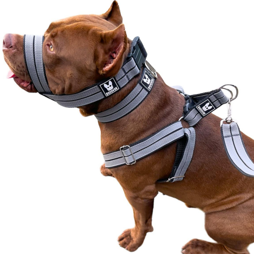 Combo Coleira Peitoral Guia Focinheira Para Cães de Médio a Grande Porte - Completo em Oferta na Shopee