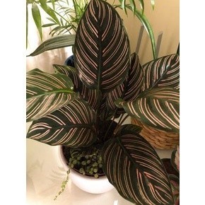 100 sements maranta ornata com manual de cultivo h