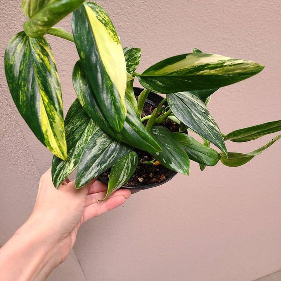 100 sements monstera standleyana aurea variegata amarela com manual de cultivo h