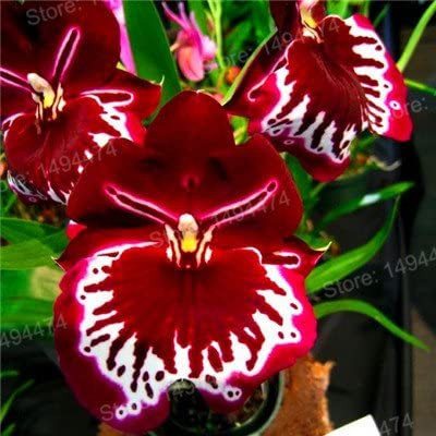 100 sementes de orquídea Miltoniopsis Morris Chestnut t1 top