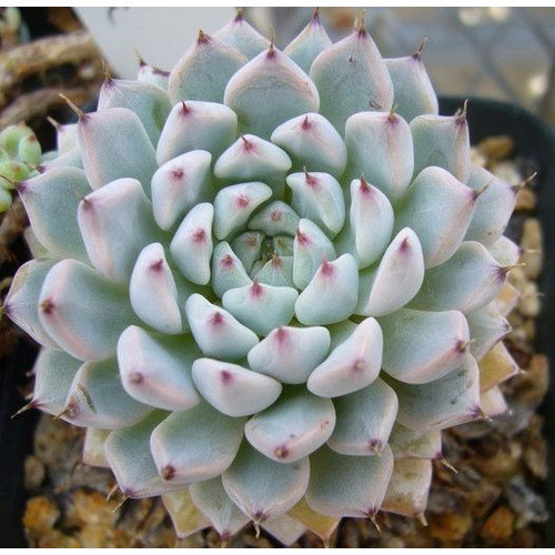10 Sementes Suculentas Echeveria Cuspidata   envio rápido ||