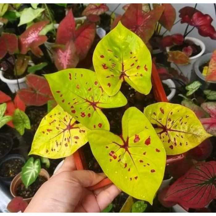 100 sements caladio jon hong com manual de cultivo h