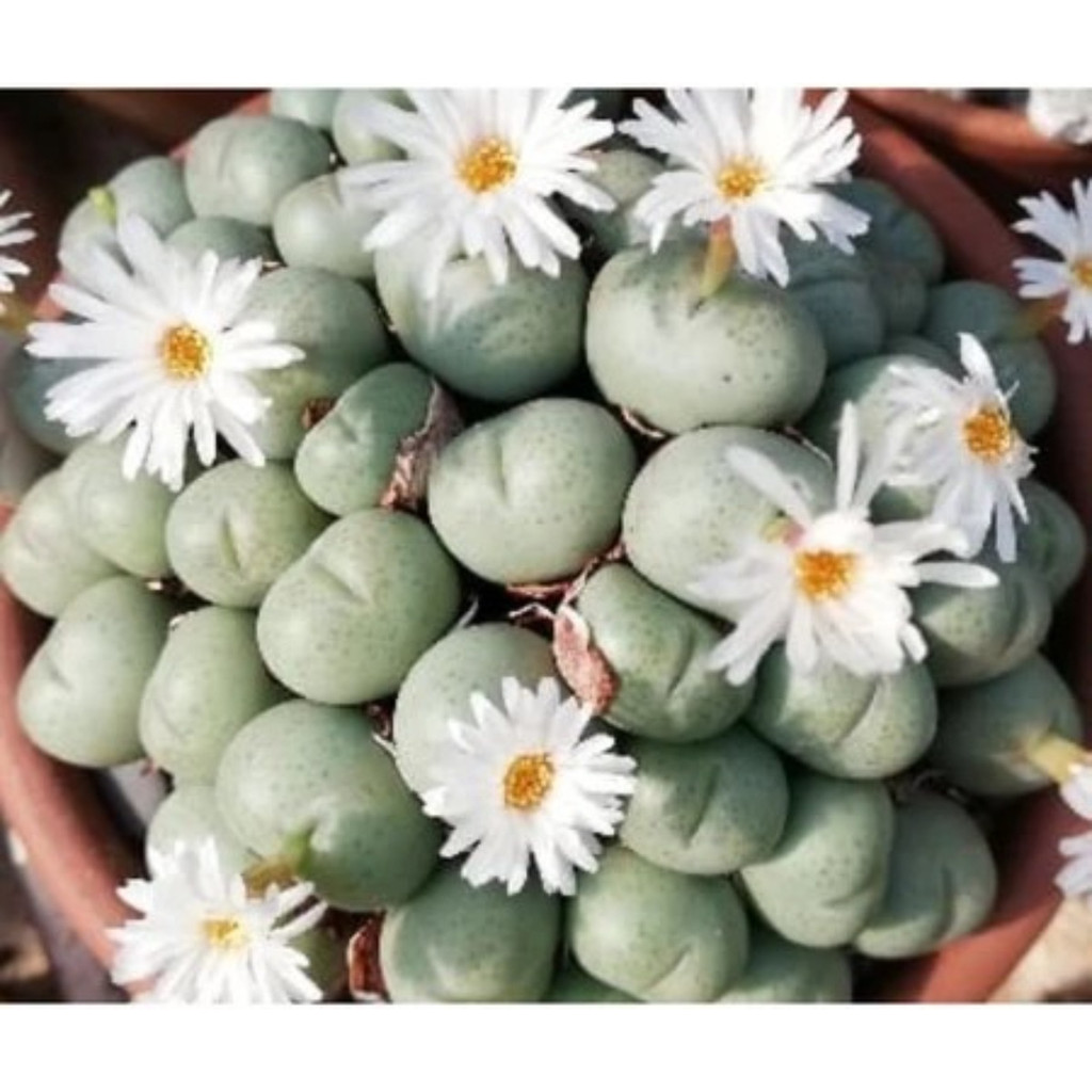 1000 Sementes Sortidas de Cactos Raros e Suculentas Coloridas | Mix Variado para Plantio | Jardim e Coleção