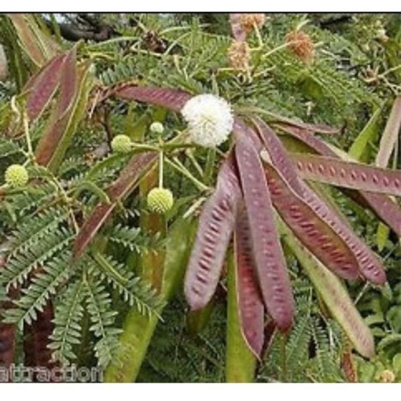Sementes de Leucena (Leucaena leucocephala) 200/400/1000 Unidades Leguminosa Forrageira Adubo Verde