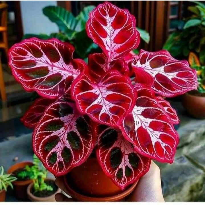 Calladium Camaleão Rubro – 100 sementes com manual de cultivo II em Oferta na Shopee