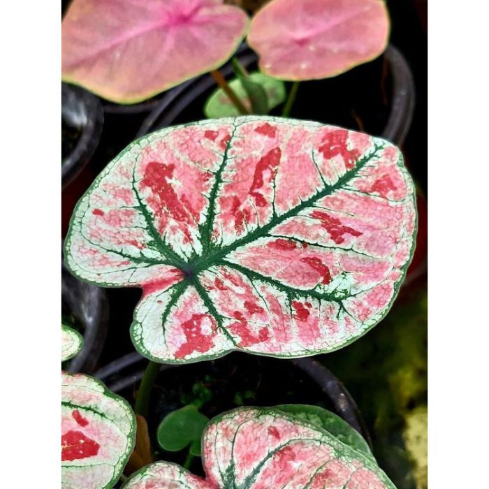 100 sements caladio cajaberry com manual de cultivo h top qz