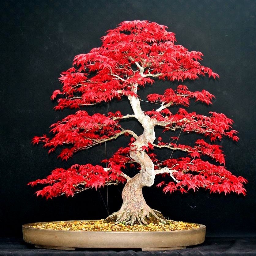 40 Sementes Bonsai Acer Palmatum Vermelho Árvore P/ Mudas y9 top qz — imagem 2 de 2