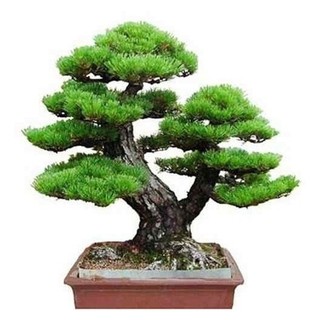 120 Sementes Pinheiro Japones Bonsai h qz
