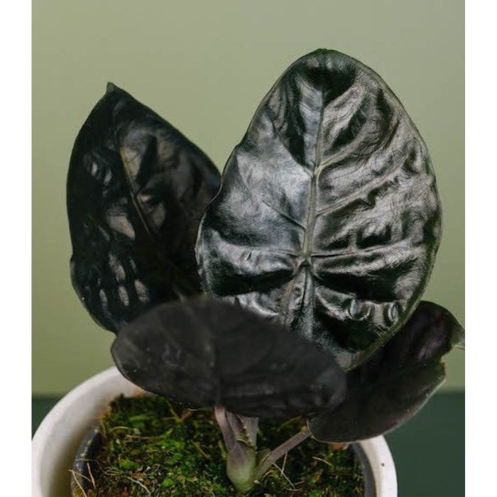 100 sements caladio black wanda com manual de cultivo h top qz
