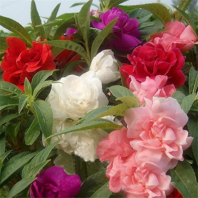 200 Sementes Da Flor Beijo-de-frade Mix Balsamina Camelia hy7 h qz