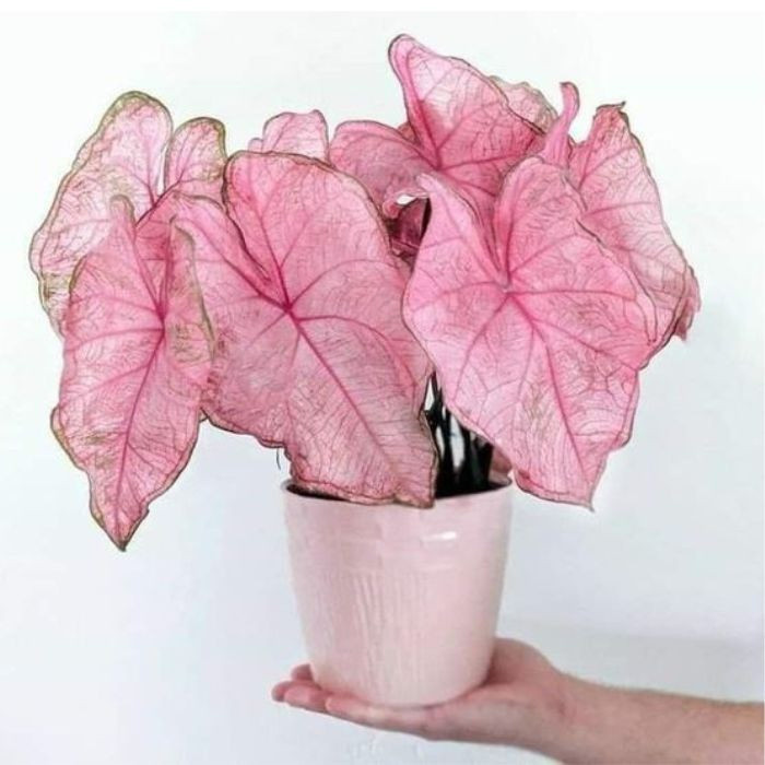 100 sements caladio floracos com manual de cultivo h qz