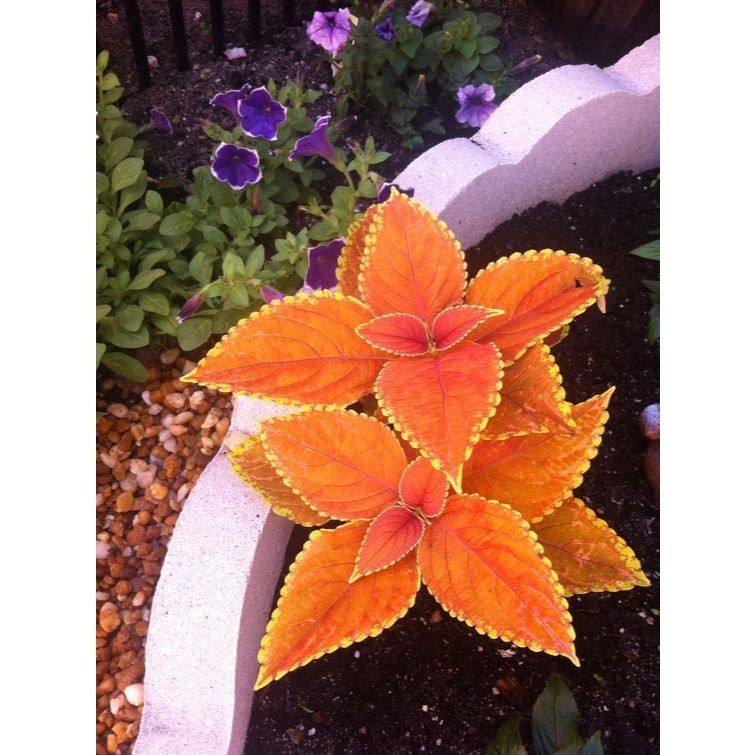 Coleus paniculatus - 100 sementes com manual de cultivo pronta entrega envio em 24h II