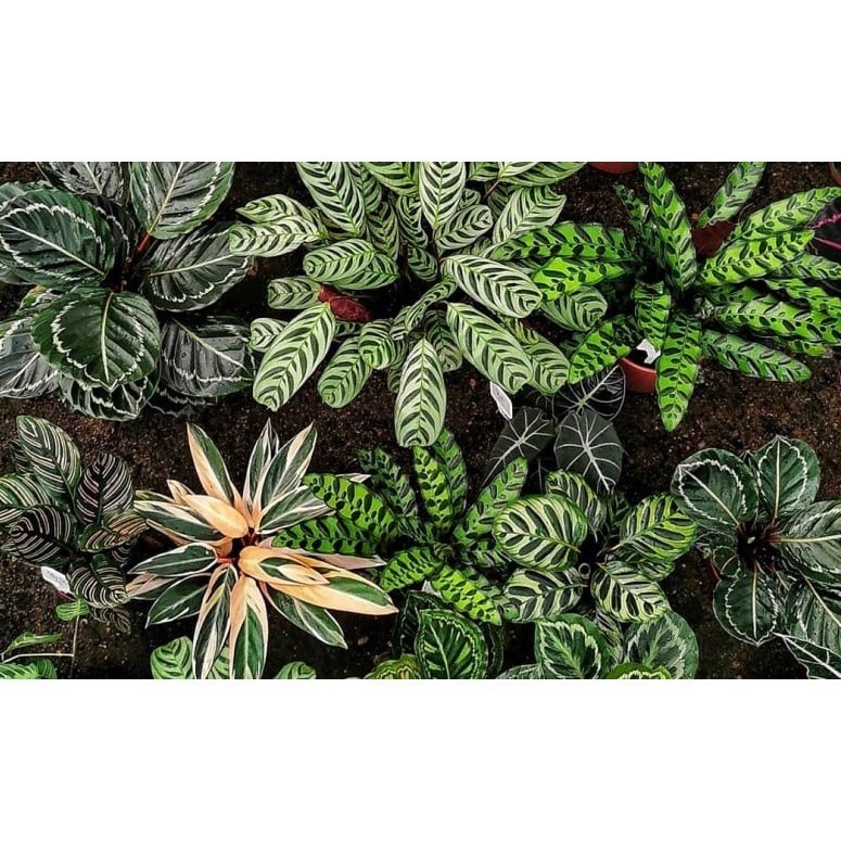 100 sements maranata sortidas com manual de cultivo h h qz