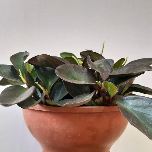 100 sements peperomia rubra com manual de cultivo h qz