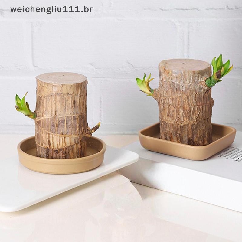 # weicheng Bandeja De Madeira Brasileira/Pote Hidropônico/Plantas Hidropônicas Hidropônica De Mesa .