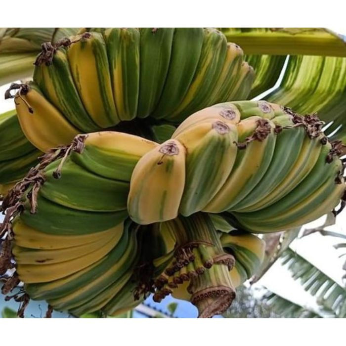 100 sements banana maos rezando variegata com manual de cultivo h top qz