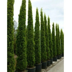 100 Sementes Cedro Cipreste Raro envio expresso com manual de cultivo frete Rápido h top qz