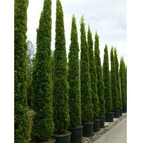 100 Sementes Cedro Cipreste Raro envio expresso com manual de cultivo frete Rápido h top qz