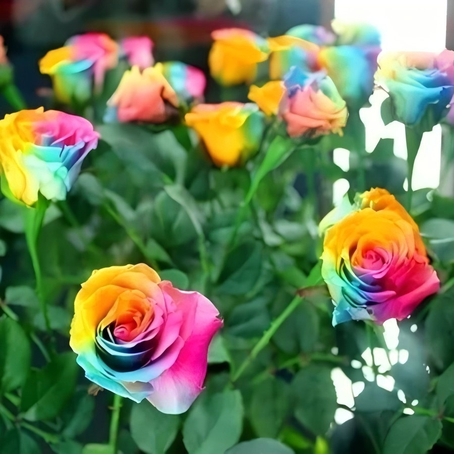 1000 Sementes de Rosa Arco-Íris Importadas p/ Jardim | Flores Coloridas | Alta Germinação | Fácil Plantio