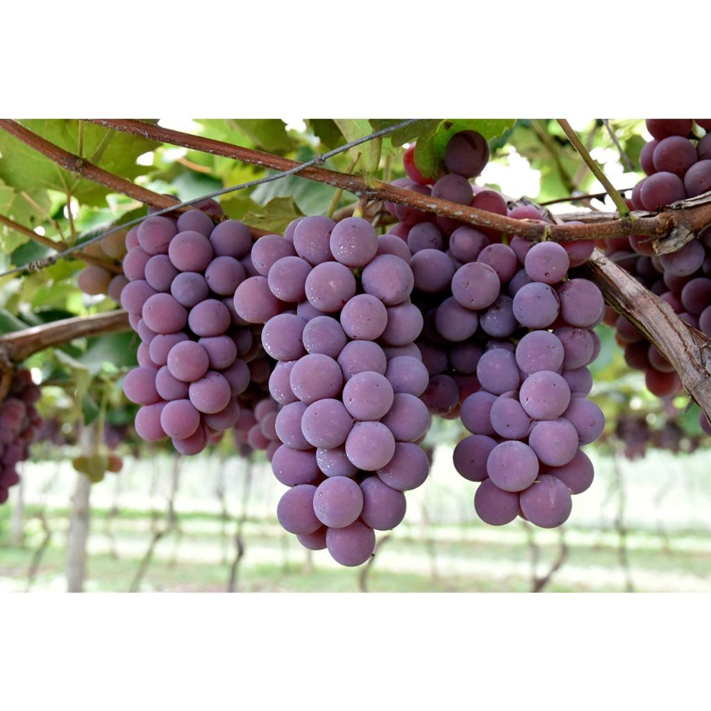 200 sementes 400 sementes 1000 sementes uva niagara rosada com manual de cultivo em Oferta na Shopee