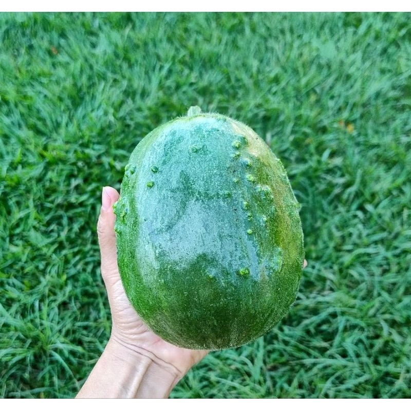 200 sementes 400 sementes 1000 sementes de caxi comestível cabacinha cachuchu porongo para plantio