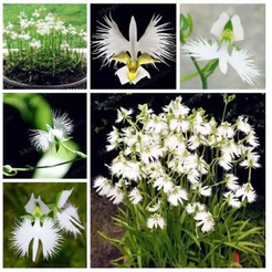 200 sementes de orquídea pomba branca da paz h top qz