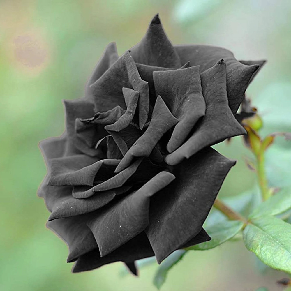 100 Sementes De Rosa Negra Rosas Raras - Agrotecwb h qz