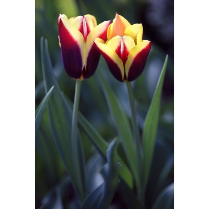 100 sements tulipa meteorites com manual de cultivo h top qz