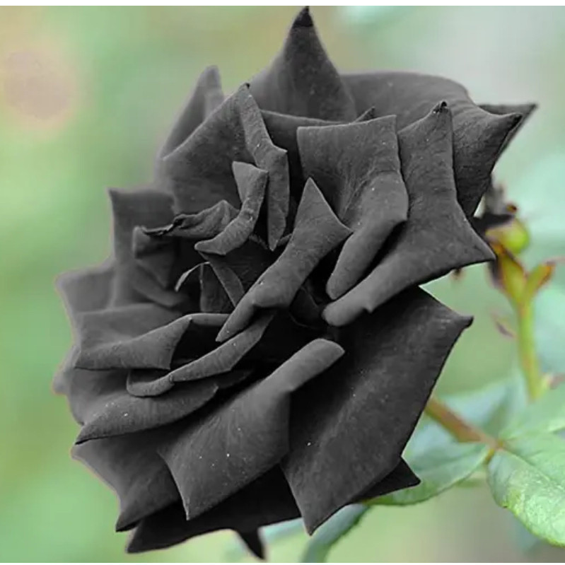 300 sementes de rosa preta rosas raras com manual de cultivo envio imediato u3 qz em Oferta na Shopee