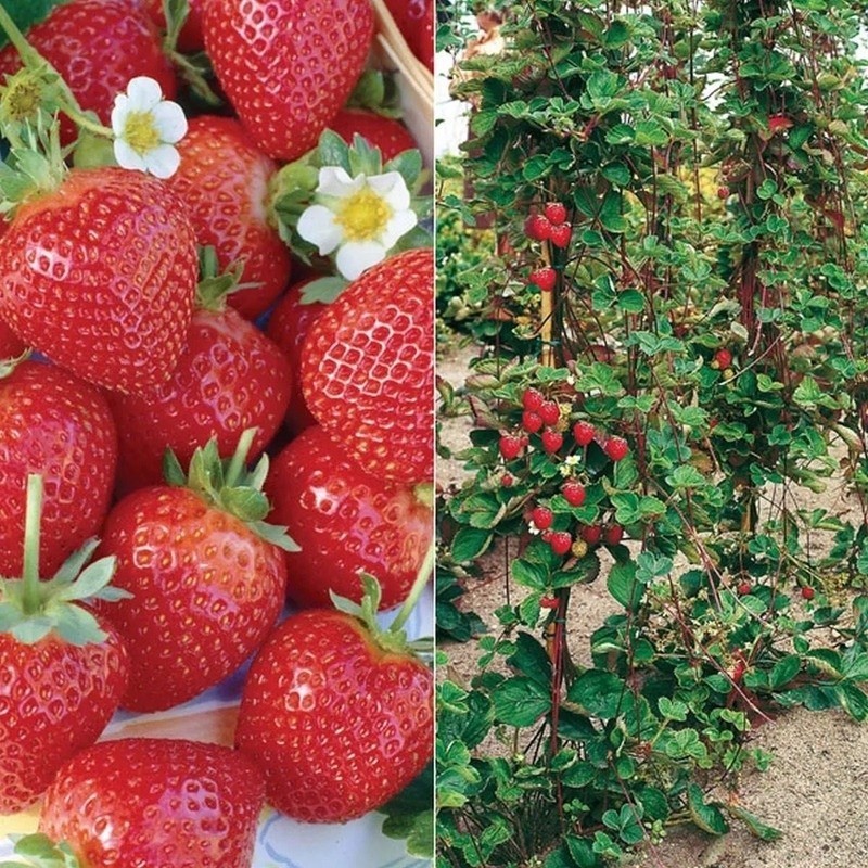 200 sementes do raro morango trepador r2 top qz em Oferta na Shopee