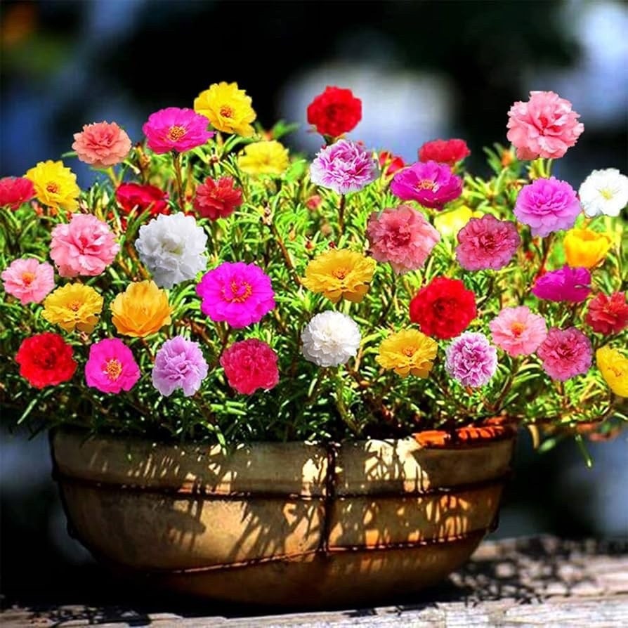 Sementes de Portulaca Grandiflora Sortida (Onze-horas) 200/400/1000 Unidades Flores Coloridas Jardim