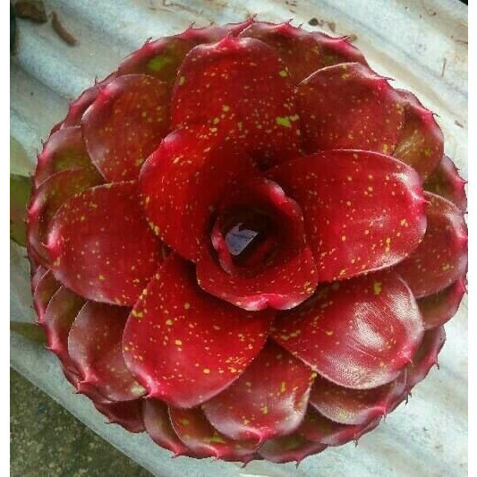 100 sements bromelia cadis rubra com manual de cultivo h qz