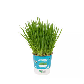 Plantas Para Pets Aveia Orgânica - Graminha Pet em Oferta na Shopee