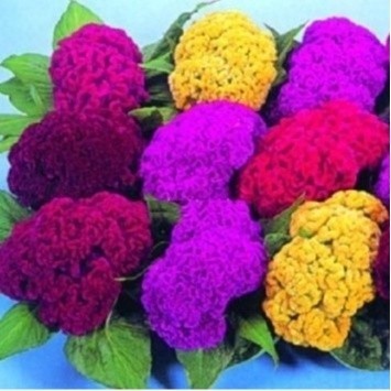 Celosia Crista De Galo Alta Sortida/ 200  Sementes t5 top qz