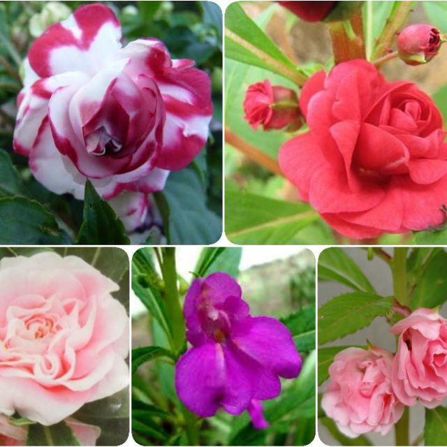 Beijo De Frade Dobrado Impatiens Flor De Camelia 200  Sementes a29 h qz