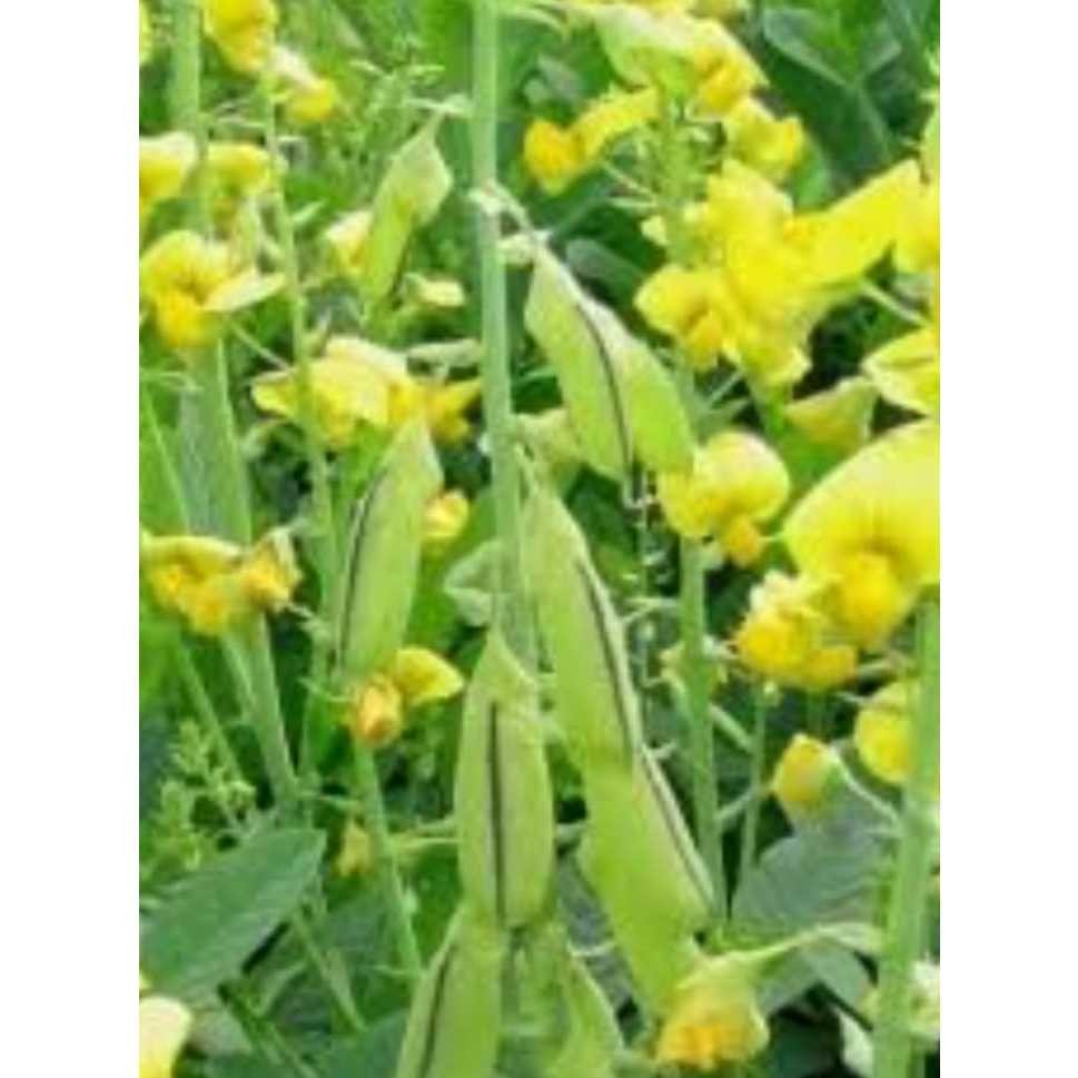 Sementes de Crotalaria Juncea 400/600/1000 Unidades | Adubo Verde | Cobertura do Solo | Alta Germinação