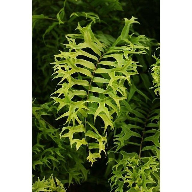 100 sements samanbaia rabo de sereia com manual de cultivo h top qz