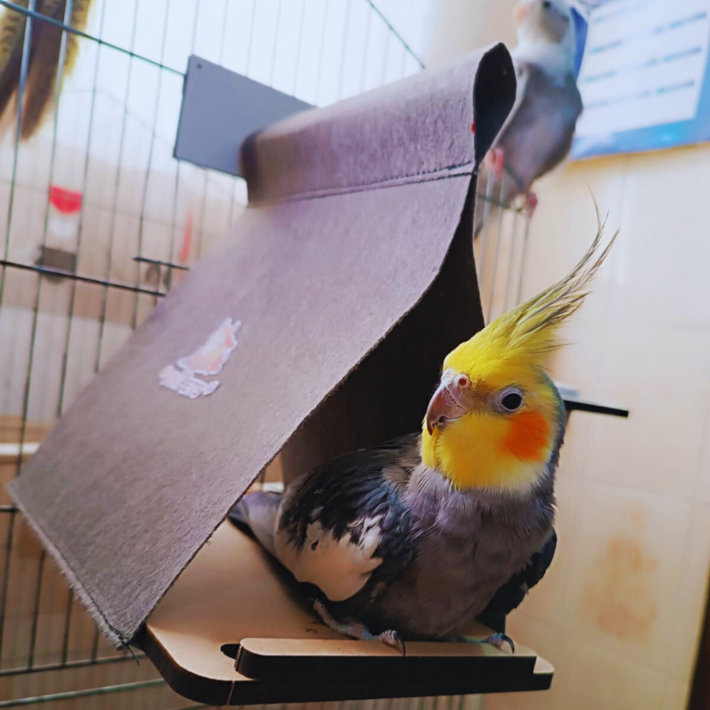 Toca Rede Cabana para gaiola de calopsita com brinquedo acessórios puleiro Agapornis Periquito pets