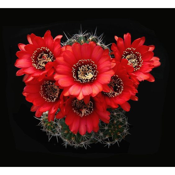 100 Sements de Cacto Tocha Vermelha (Echinopsis huascha) h qz