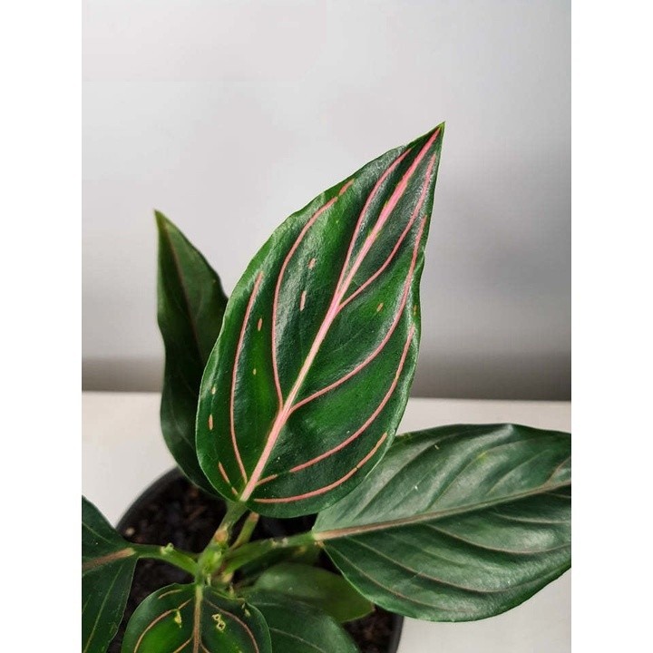 100 sementes aglaonema rotundum h qz