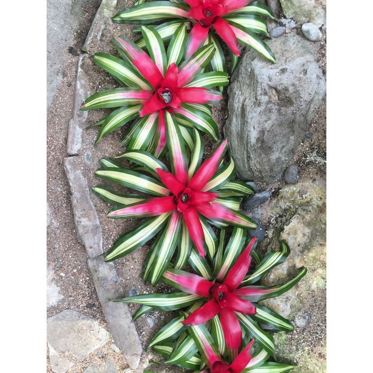 100 sements bromelia central colors variegata com manual de cultivo h qz