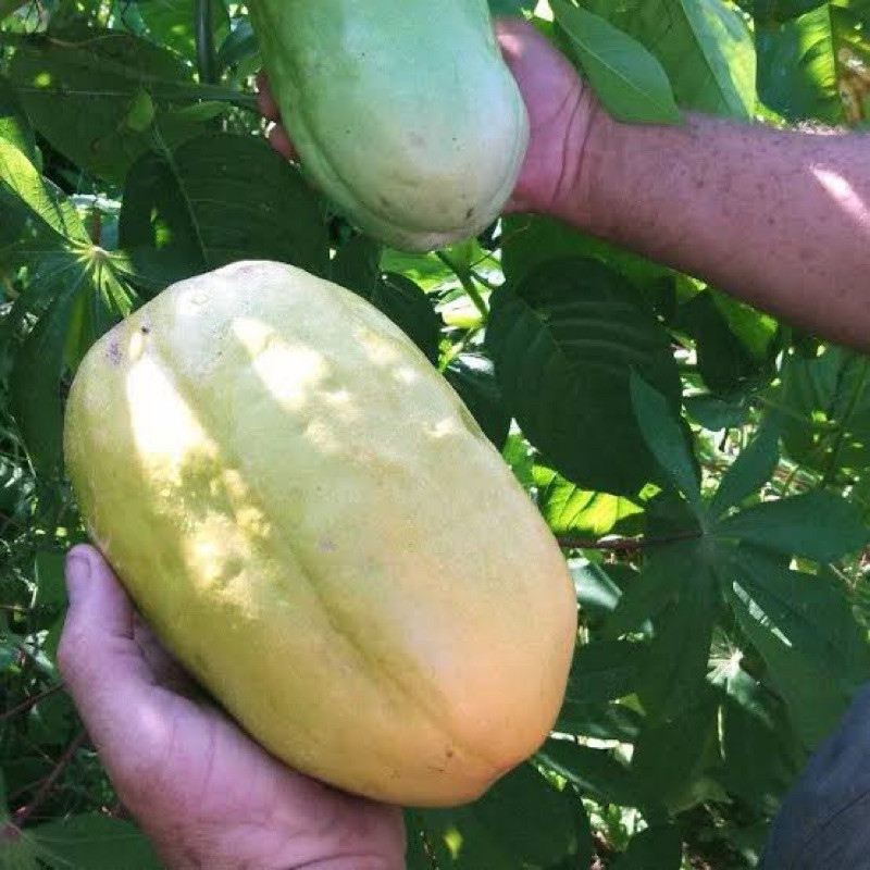 30 Sementes Maracujá Gigante Doce J top qz